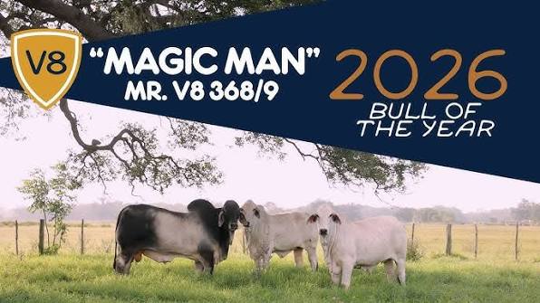 Brahman Bull